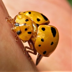 Harmonia vigintiduomaculata