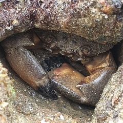 Myomenippe hardwickii