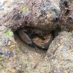 Myomenippe hardwickii