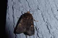 Proteuxoa tetronycha