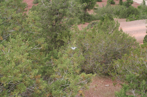 Juniperus thurifera image