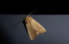 Ichneutica blenheimensis