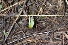 Iris lacustris
