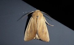 Ichneutica blenheimensis