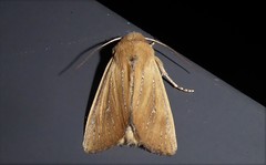 Ichneutica blenheimensis