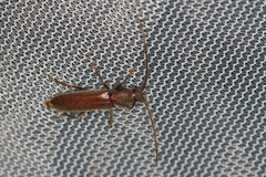 Geropa concolor