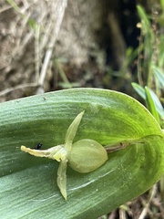 Pleurothallis apopsis