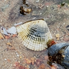 Anomalodiscus squamosus