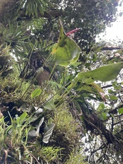 Pleurothallis apopsis