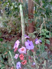 Eranthemum