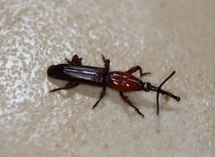 Euschizus internatus