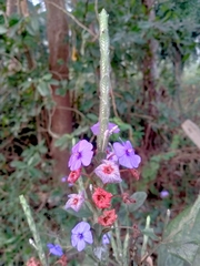 Eranthemum