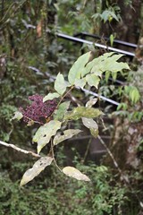 Polyscias purpurea