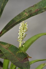 Phreatia micrantha