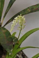 Phreatia micrantha