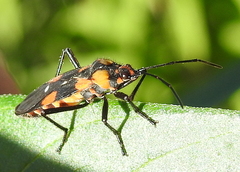 Oncopeltus famelicus