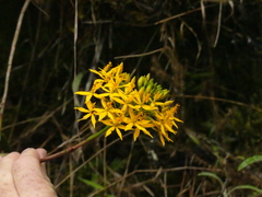 Epidendrum aura-usecheae