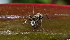 Polyrhachis cupreata