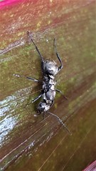 Polyrhachis cupreata