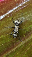 Polyrhachis cupreata