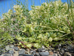 Astragalus lentiginosus salinus
