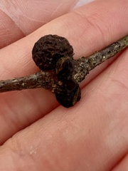 Kokkocynips imbricariae