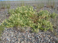 Astragalus lentiginosus salinus