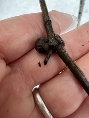 Kokkocynips imbricariae