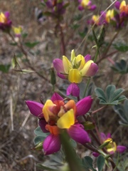 Lupinus stiversii