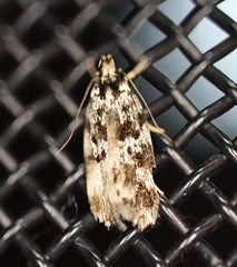 Barea nymphica