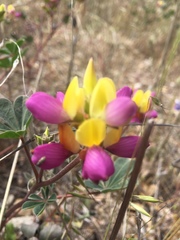 Lupinus stiversii