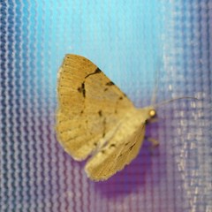 Frederickia flaviterminata