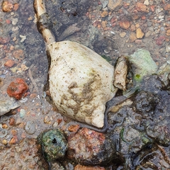 Laevistrombus turturella