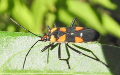 Oncopeltus famelicus