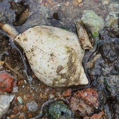 Laevistrombus turturella