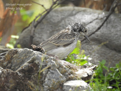 Plectorhyncha lanceolata