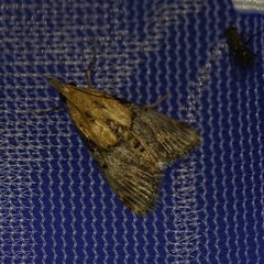 Cacozelia basiochrealis