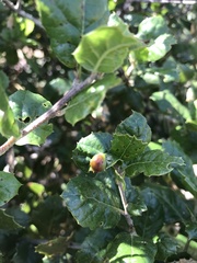 Callirhytis perfoveata