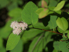 Spiraea corymbosa