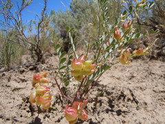 Astragalus lentiginosus salinus