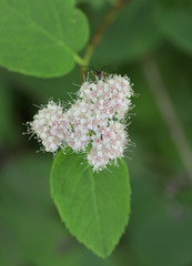 Spiraea corymbosa