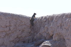 Otospermophilus variegatus