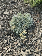 Eriogonum androsaceum