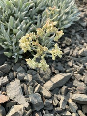 Eriogonum androsaceum