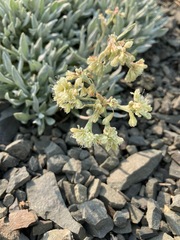 Eriogonum androsaceum