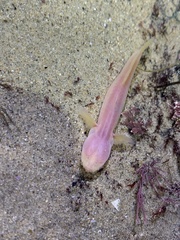 Typhlogobius californiensis