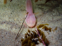 Typhlogobius californiensis