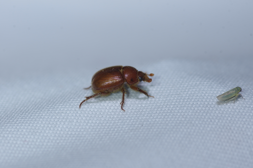 Xenochodaeus simplex