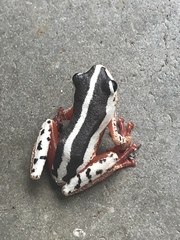 Hyperolius marginatus