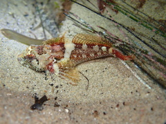 Oligocottus rubellio